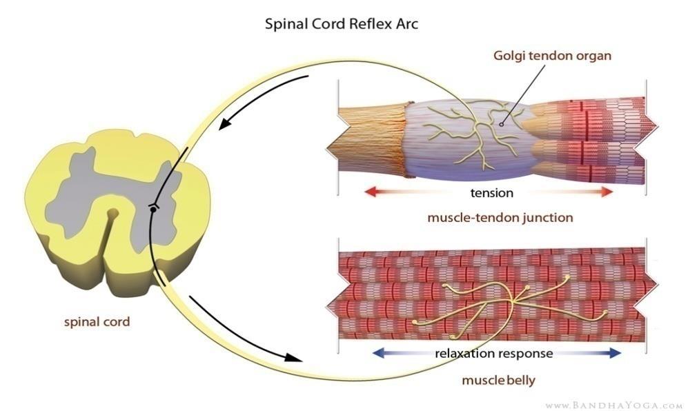 Reflexul de TENDON Prin contracția musculara apare o creștere a tensiunii in tendonul muscular cu stimularea organului tendinos Golgi.