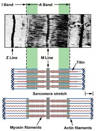 Arhitectura fibrei muscularesarcomerul - Fibra musculara conține structuri proteice cilindrice organizate paralel in lungimea celulei =miofibrile.