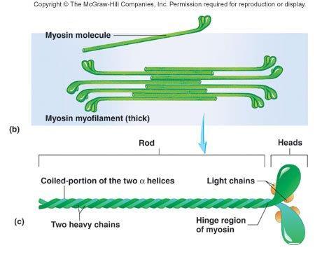 Filamentele groase asociere de proteine dintre care cea mai importantă este miozina II.