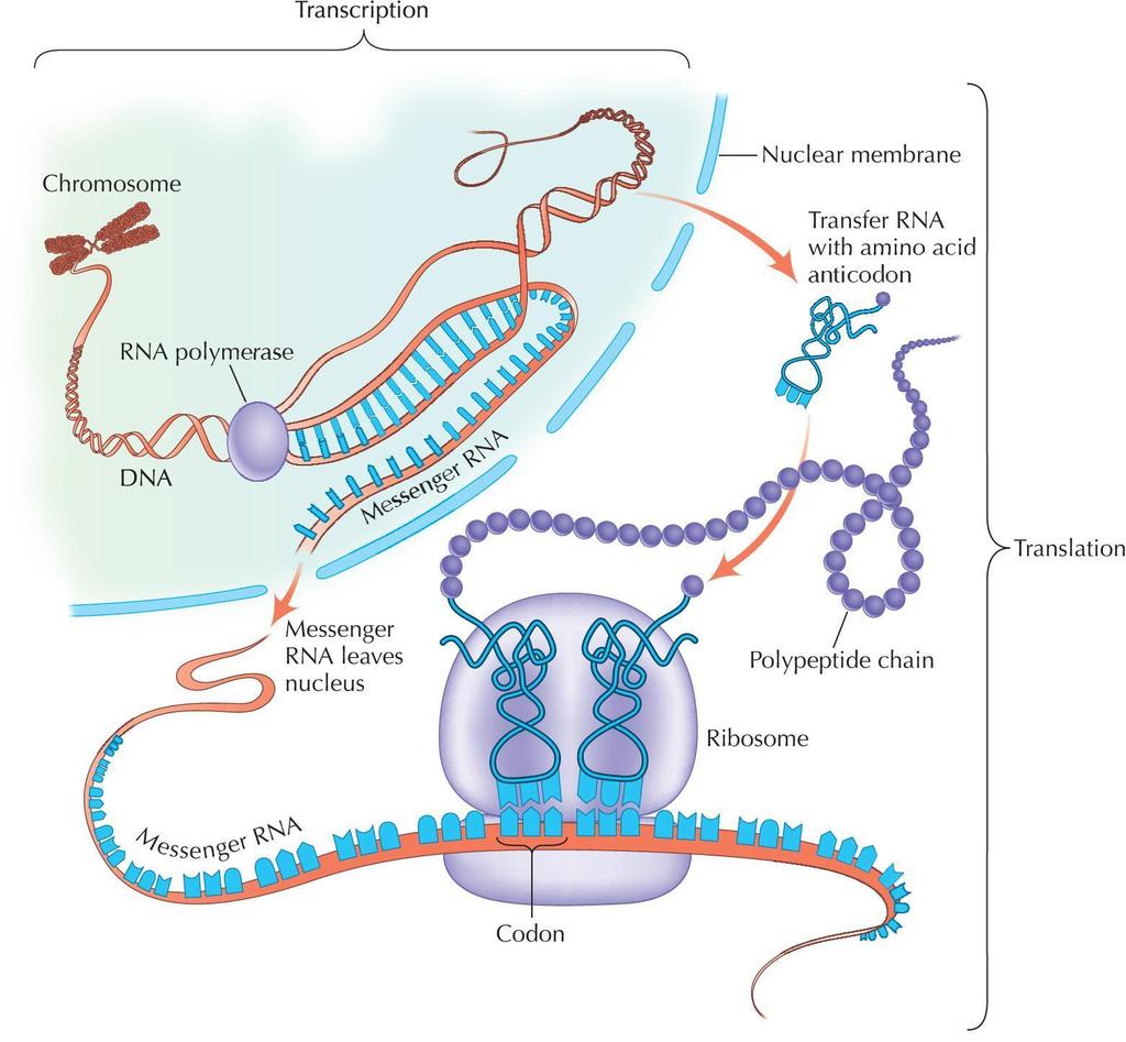 Shema sinteze proteinov Transkripcija (prepis DNA mrna) nukleotidi v nukleotide pre-mrna Zorenje mrna Translacija (prevod mrna protein)