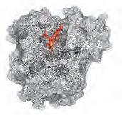 TERCIARNA STRUKTURA GLOBULARNIH PROTEINOV Vsi encimi