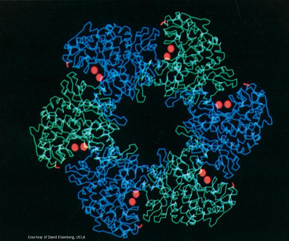 Glutamin-sintetaza