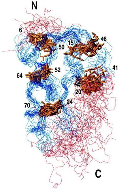 druge molekule (interakcije protein - protein in protein