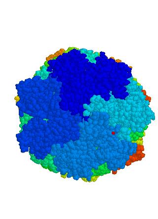 Jedro ima 4 obroče (2 α in 2 β), vsak je iz 7 proteinov, znotraj pa