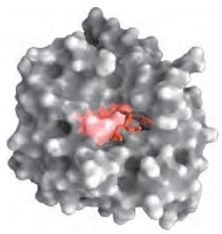 Substrat se veže na aktivno mesto, ki je navadno le manjši del pravilno 3D-oblikovane encimske molekule. Tu vidimo pomen III. In IV. proteinske strukture encima.