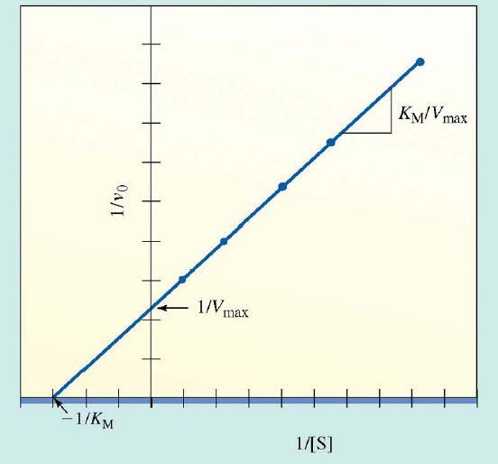 Michaelis-Mentenova enačba v 0 = V max S K M + S 1 v 0 = K M V max 1 S + 1 V max Včasih so se za analizo encimske kinetike uporabljale metode za linearizacijo