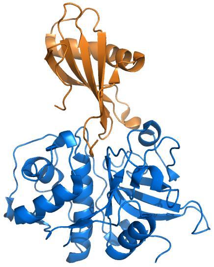 stefin serpin katepsin tripsin inhibitor stefin A vezan v aktivno