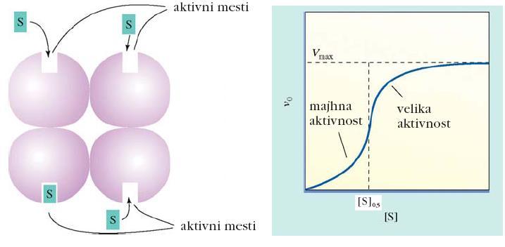 Alosterični encimi Alosterija (allos gr. drug, stereos gr. mesto) pomeni prenos informacije med dvema mestoma (ali več mesti) v proteinu.