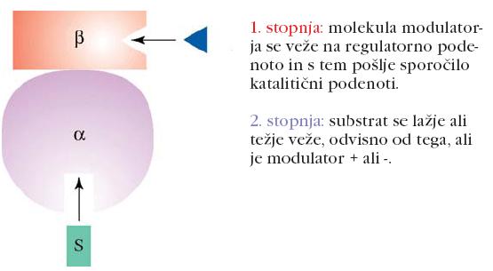 Alosterični encimi Alosterični encimi niso nujno