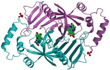If we looked to the world of molecular science, what might be the molecular model that would most correspond to the dynamics we find in Hebrews?