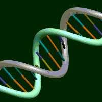 Perhaps a double helix, depicted in Model C, might be more in line with the structural dynamics in the