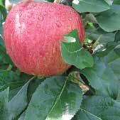 INSEKTICIDI INSEKTICID REGULATOR RASTA INSEKATA namenjen je suzbijanju jabukinog smotavca - crva (Cydia pomonella) u zasadu jabuke. ne dozvoljava transformaciju insekata u sledeći stadijum.
