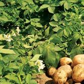 REGULATOR RASTA regulator rasta biljaka sa sistemičnim delovanjem koji sprečava klijanje krtola merkantilnog krompira.