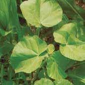 SISTEMIČNI, SELEKTIVNI HERBICID jednogodišnje širokolisne korovske vrste: lipica teofrastova (Abutilon theophrasti), štir obični (Amaranthus retroflexus), konica obična (Galinsoga parviflora), rotkva