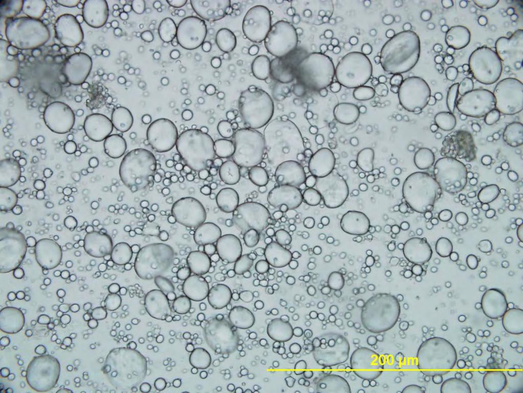 Triticum aestivum škrobna zrna - enostavna