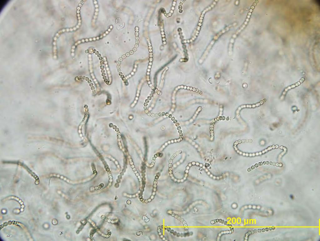 Nostoc sp.
