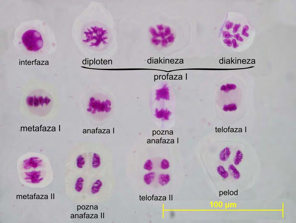 Allium ursinum mejoza - jedro (nukleus) - jedrce (nukleolus) - jedrna membrana -