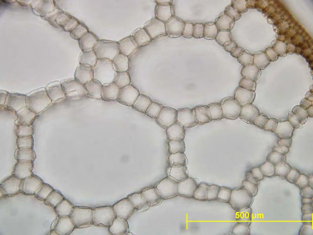 Nuphar lutea shizogeni intercelularji -prečni prerez stebla - aerenhim (prezračevalni