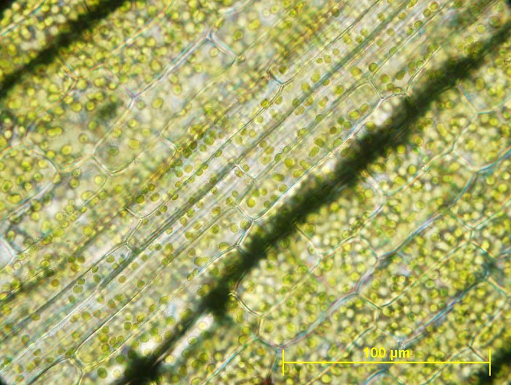 Elodea canadensis kroženje citoplazme celice v
