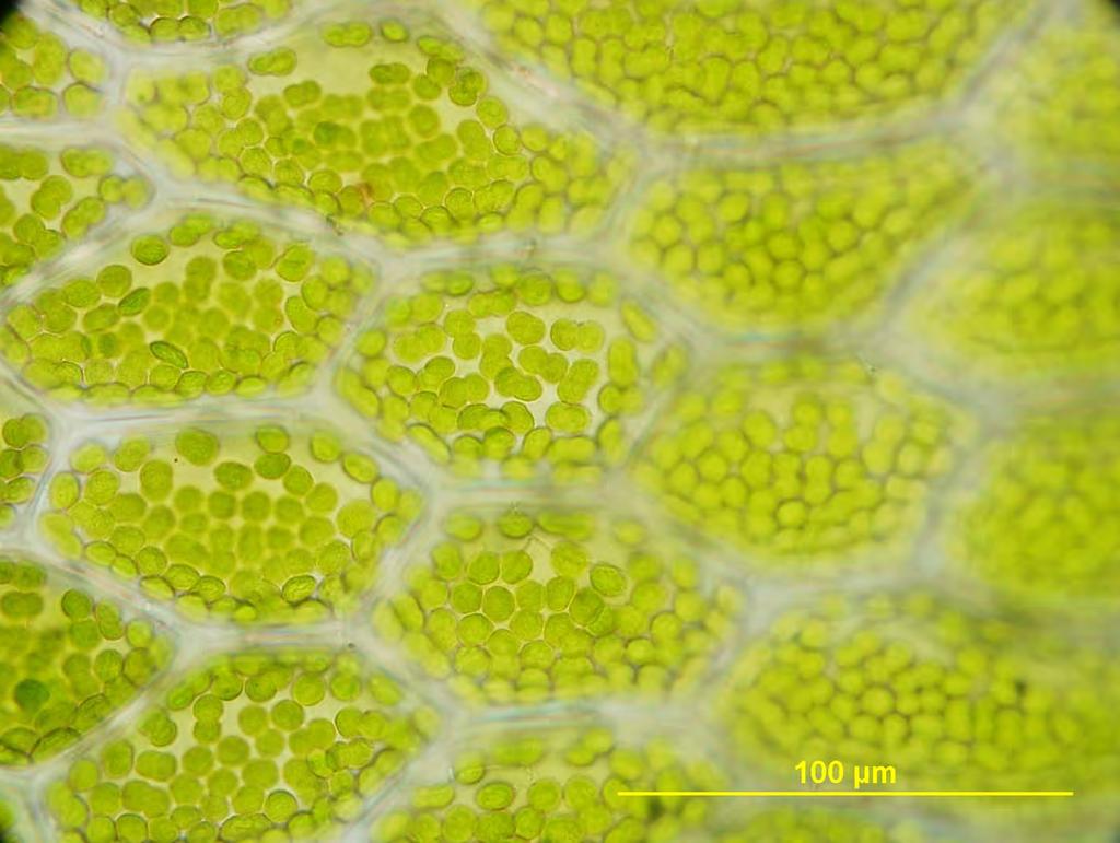 Mnium sp.