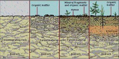 (бави се изучавањем горњег површинског слоја Земљине коре, дубине -5 m) Земљиште Фактори који утичу на