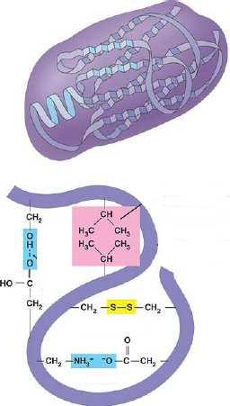 Sile uključene u formiranje tercijarne strukture proteina H-veze