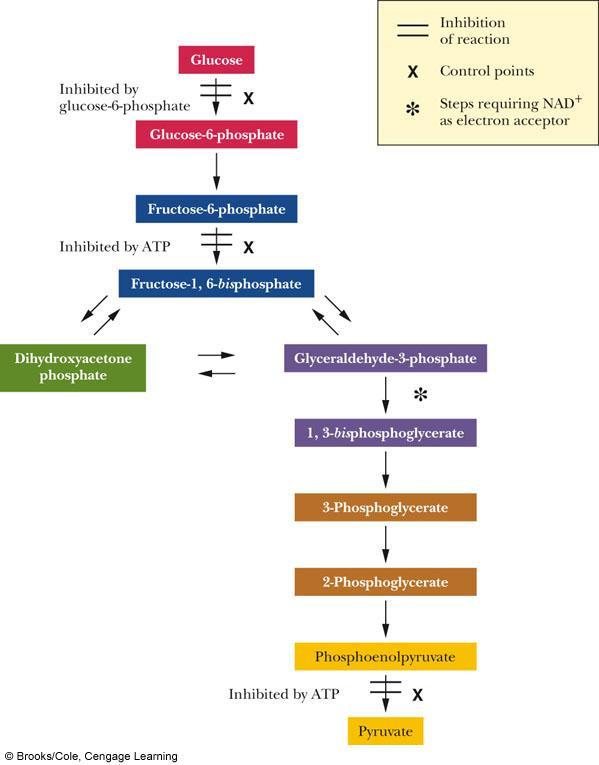 REGULAČNÉ BODY GLYKOLÝZY 3 regulačné bdy v glyklýze 3 metablické energeticky významné