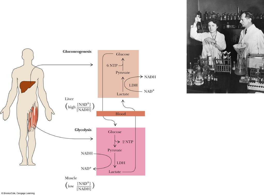 CORIHO CYKLUS vzájmné prepjenie (cyklus) metablizmu laktátu a glukózy v rganizme Manželia Gerty a Carl Cri
