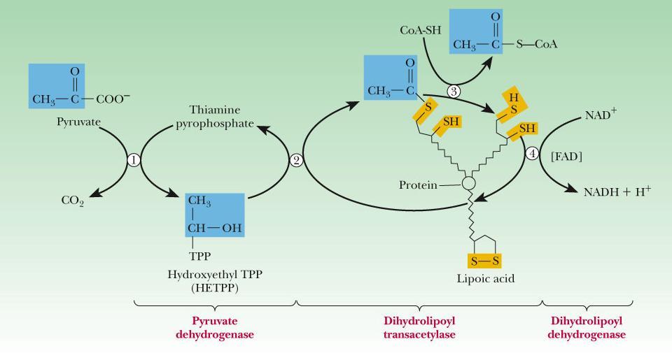 MECHANIZMUS OXID. DEKARBOXYLÁCIE PYRUVÁTU 1. dekarbxylácia pyruvátu, tvrba hydrxyetyltiamínpyrfsfátu (HETPP) 2. xidácia dvjuhlíkatej hydrxyetylvej skupiny kys. lipvu (lipamidm) na acetyl, vznik red.