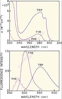 Tavaliste valkude fluorestsents Erastusspektrid UV alas Emissioonispektrid UV või napilt nähtavas alas Trüptofaan domineerib Kui markerite ergastus- ja emissioonspektrid on pikematel lainepikkustel,