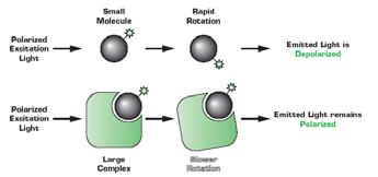 Molekulide pöörlemine ja olekute eluead Makromolekulide pöörlemise karakteristlikud ajad on pikemad: mitukümmend ns Seondumata fluorestsents-marker: väike molekul Polarisatsioon kaob