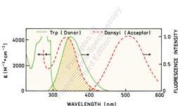efektiivsus efektiivsus: milline osa neeldunud kvantidest antakse aktseptorile ära kt ( r) E = τ -1 D + kt ( r) 6 FDA R0 E = 1 = 6 6 FD R0 + r F D on palja doonori fluorestsentsi intensiivsus F DA on