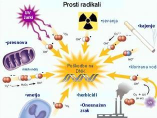 1.3. Visoko reaktivne zvrsti s prooksidativnim delovanjem 1.3.1. Prosti radikali Prosti radikali so atomi, molekule ali ioni z vsaj enim nesparjenim elektronom.
