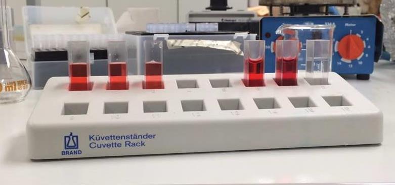 Absorbanco smo izmerili na spektrofotometru pri valovni dolžini 520 nm. Absorbanca je bila pri obeh razredčitvah še vedno očitno prevelika.