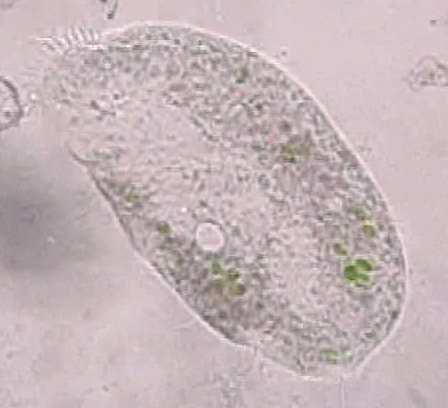 endoplazmatiskais tīkls, Goldži komplekss, endosomas un eksosomas, mitohondriji, peroksisomas, lizosomas, citoskelets, vakuolas, plastīdas, šūnapvalki Dzīvības procesi šūnā Vielu transports caur