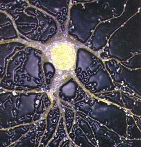 Introduction to cell