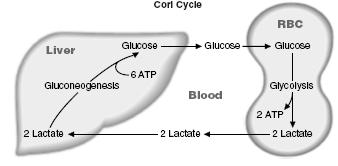 Sudbina laktata Laktat oslobođen u glikolizi prihvataju ćelije drugih tkiva (jetra, srčani i skeletni mišić) gde se oksiduje ponovo u