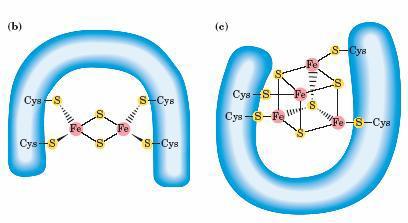 Reakcije transfera elektrona u mitohondrijama Gvožđe-sumpor proteini Gvožđe je u