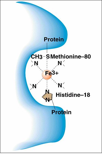 Postoje tri tipa citohroma b, zatim citohromi c i c1 i citohromi a i a3. Svaki hem je udružen sa jonom Cu koji je smešten blizu Fe.