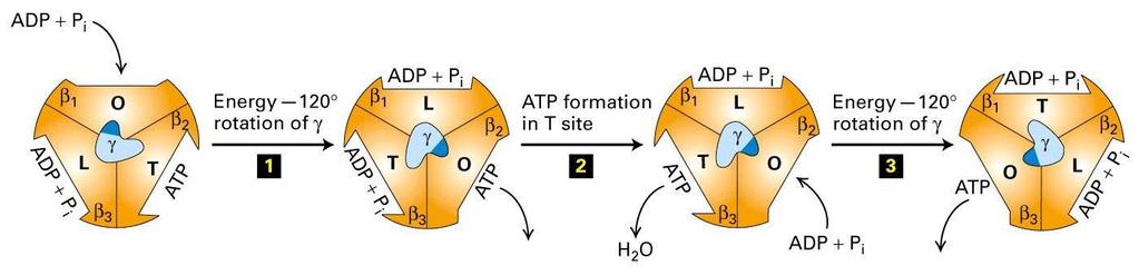 Kako se energija protonskog gradijenta pretvara u hemijsku vezu u ATP-u? Katalitičko mesto ATP sintaze se nalazi na spoju a i b subjedinica.