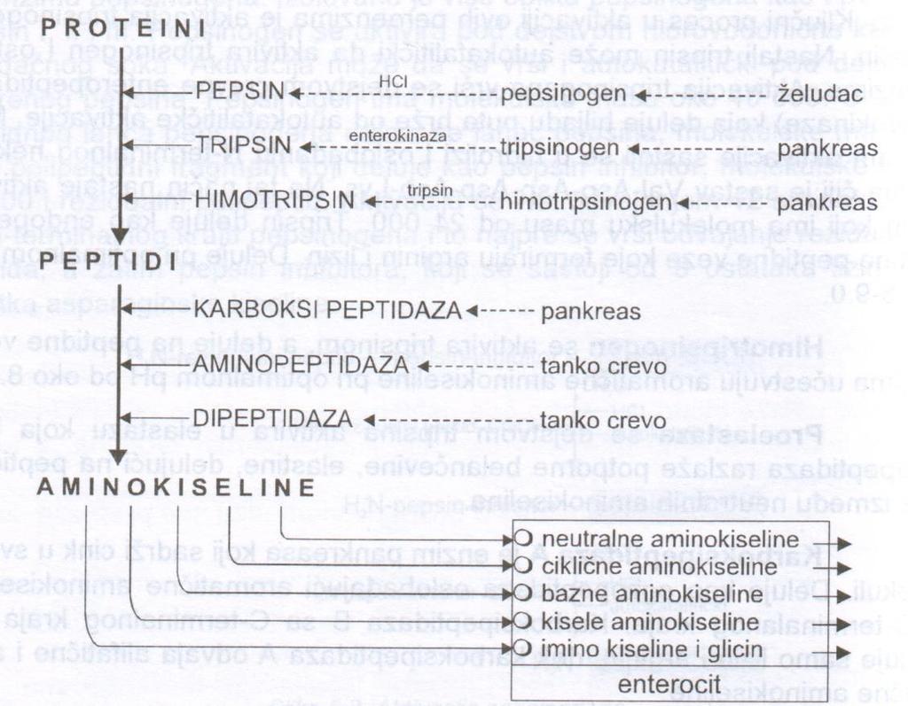 Razgranja proteina u