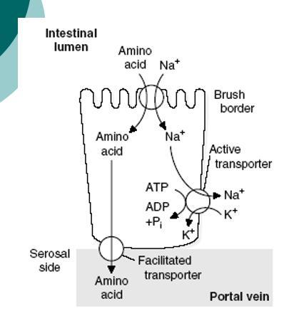 Apsorpcija aminokiselina Transportni sistemi za aminokiseline Amino kiseline koje dospiju u krv se transportuju, kroz membrane ćelija u različitim tkivima, prije svega posredstvom Na+-zavisnih
