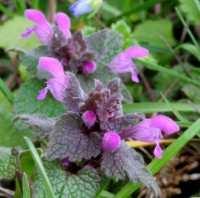 Figura 11: Plantă înflorită de urzică moartă galbena (Lamium galeobdolon) Figura 12: Plantă înflorită de