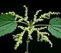 1 Caracteristicile morfologice ale frunzelor de urzică (Folium urticae): Partea anatomică a planzei de urzică mare (Urtica dioica) folosite în consumul alimentar sunt frunzele (Folium urticae).