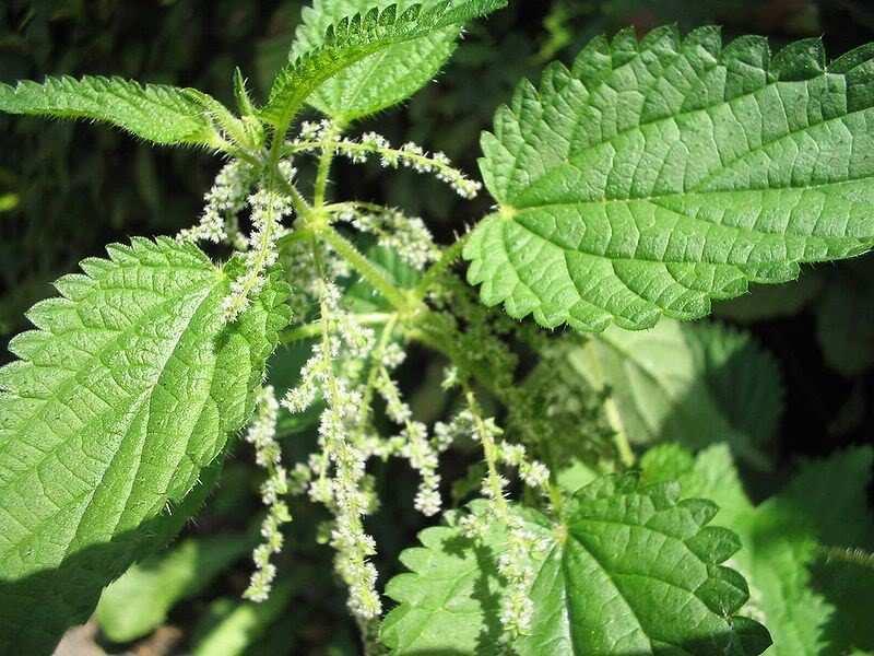Figura 4: Vârful plantei de urzică (Urtica dioica) Figura 5: Flori de urzică (Urtica dioica) Figura 6: Fructe de urzică (Urtica dioica) 2.