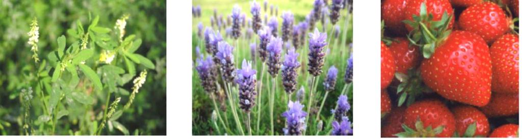 a) b) c) Slika 3. Prirodni izvori kumarina: (a) slatka djetelina, (b) lavanda i (c) jagoda Miris kumarina podsjeća na vaniliju, koji neki autori karakteriziraju i kao miris na svježe pokošenu travu.