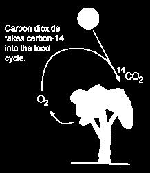 neutron ndomestit dv proton v 4N.