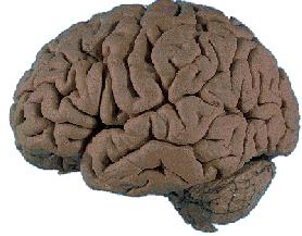 s x y x x x 2 s s 2 s 3 y s 4 y 2 y A x a vstupné neuróny skry té ne uróny výstupné neuróny B (A) Kybernetická interpretácia mozgu ako zariadenia, ktoré transformuje vstup x na výstup y, pričom táto