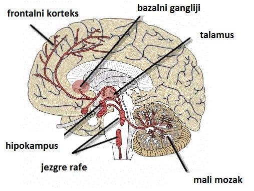 Različiti podražaji mogu potaknuti otpuštanje 5-HT iz enterokromafinih stanica. Nakon izlučivanja uz ostale crijevne hormone, 5-HT povećava protok krvi u gastrointestinalnom traktu.