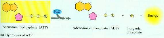 Energija iz ATP-a oslobađa se hidrolizom molekule ATP-a i odvajanjem terminalne
